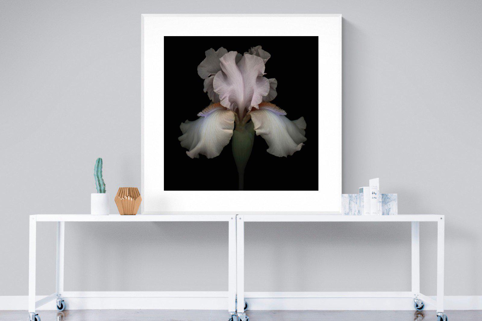 Pink Iris-Wall_Art-120 x 120cm-Framed Print-White-Pixalot