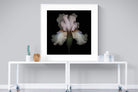 Pink Iris-Wall_Art-120 x 120cm-Framed Print-White-Pixalot