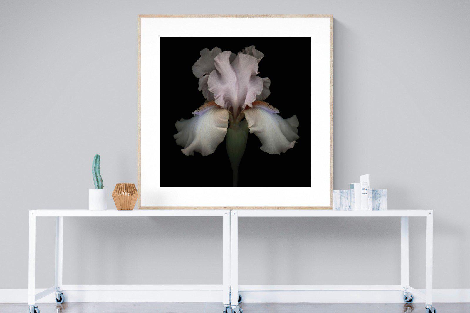 Pink Iris-Wall_Art-120 x 120cm-Framed Print-Wood-Pixalot