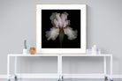 Pink Iris-Wall_Art-120 x 120cm-Framed Print-Wood-Pixalot