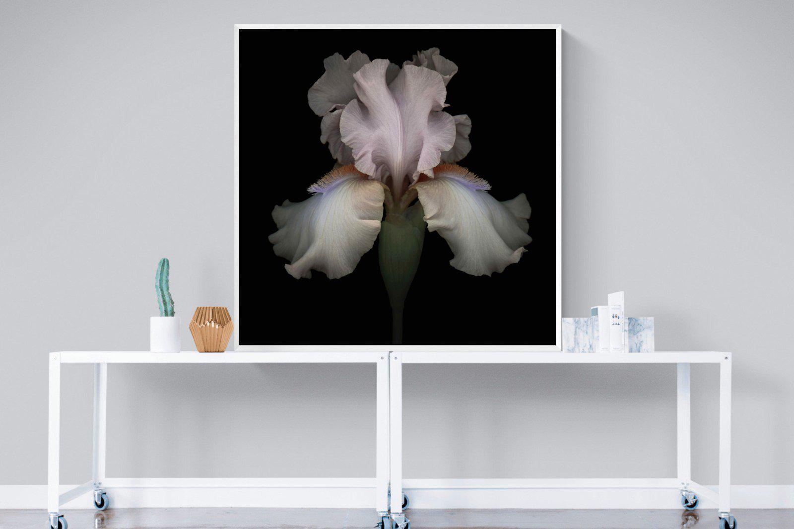Pink Iris-Wall_Art-120 x 120cm-Mounted Canvas-White-Pixalot