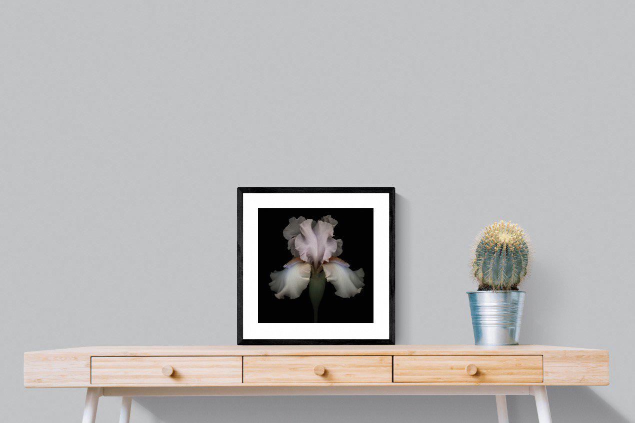 Pink Iris-Wall_Art-50 x 50cm-Framed Print-Black-Pixalot