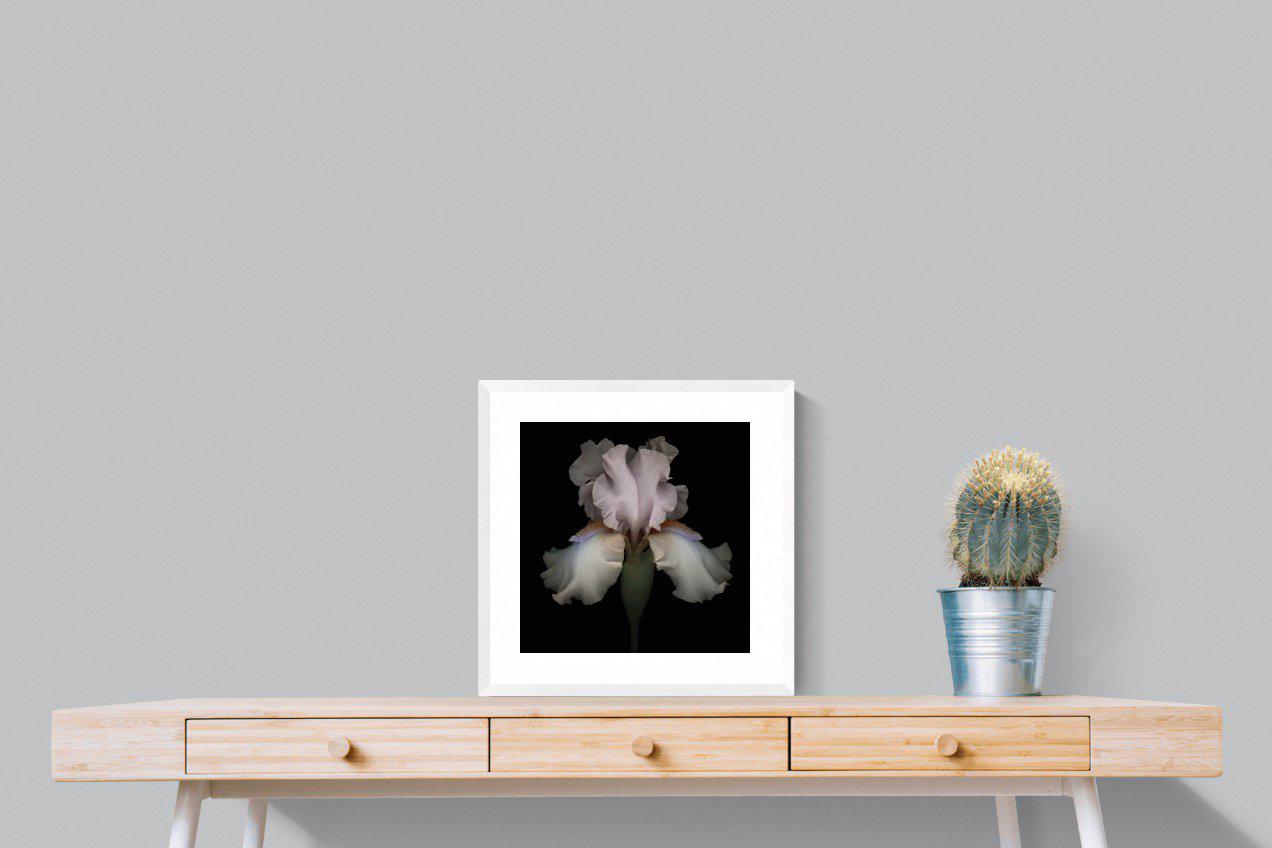 Pink Iris-Wall_Art-50 x 50cm-Framed Print-White-Pixalot