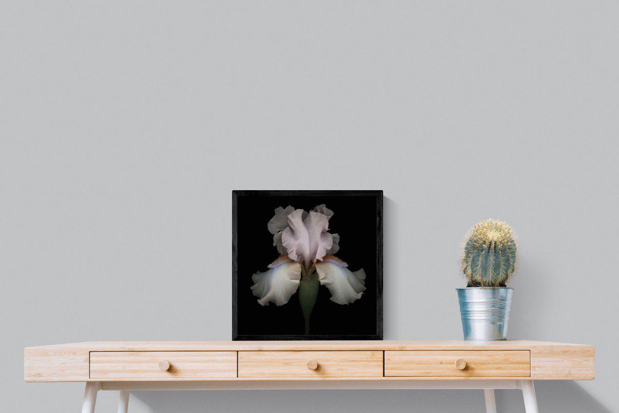 Pink Iris-Wall_Art-50 x 50cm-Mounted Canvas-Black-Pixalot
