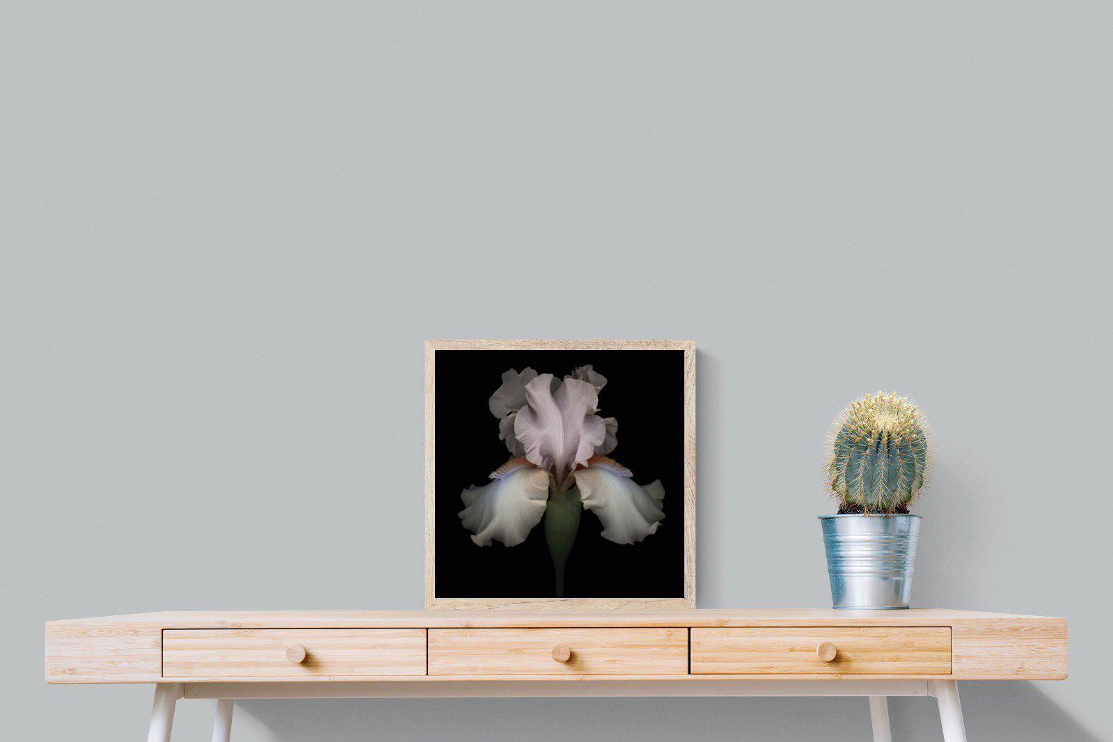 Pink Iris-Wall_Art-50 x 50cm-Mounted Canvas-Wood-Pixalot