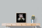 Pink Iris-Wall_Art-50 x 50cm-Mounted Canvas-Wood-Pixalot