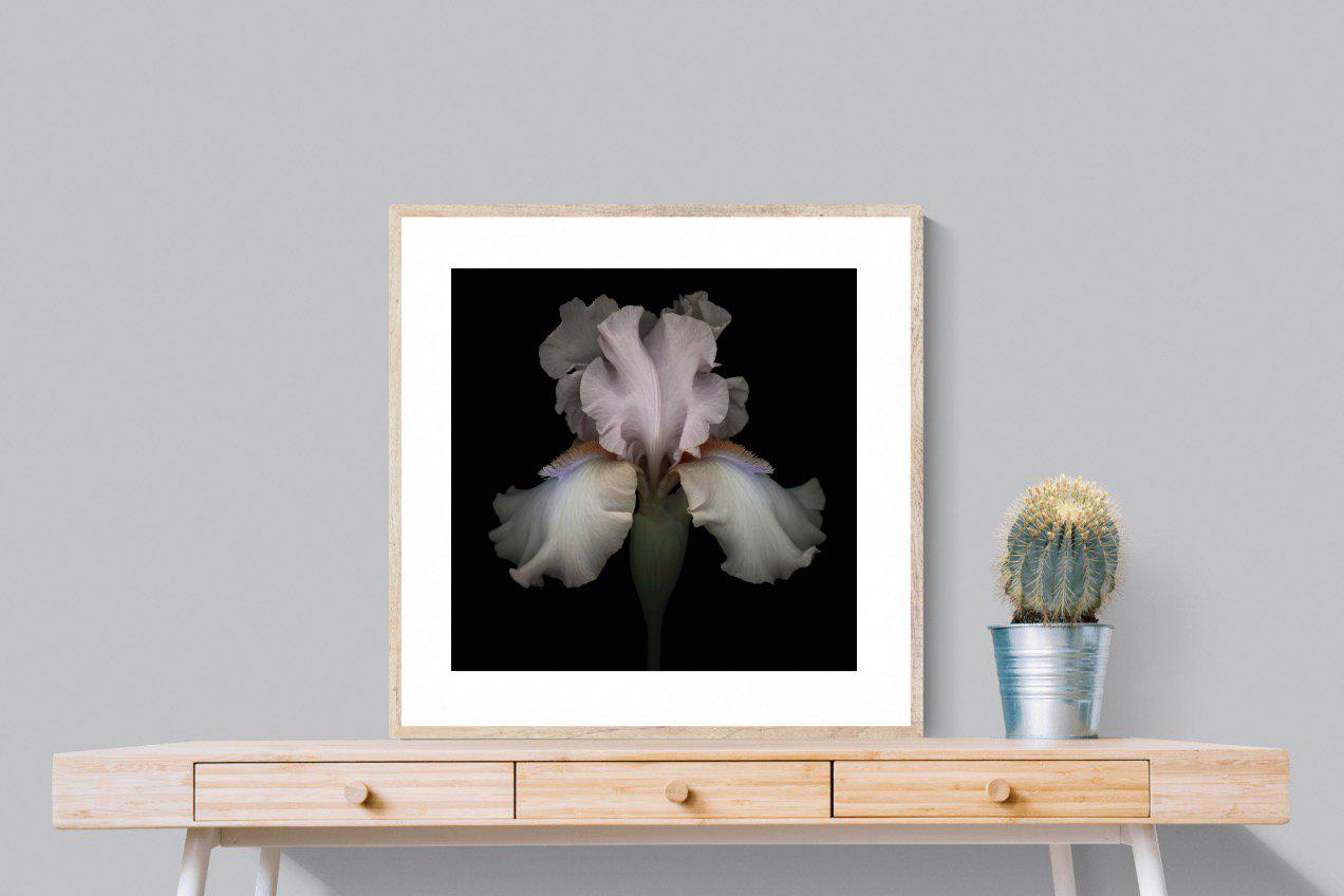 Pink Iris-Wall_Art-80 x 80cm-Framed Print-Wood-Pixalot