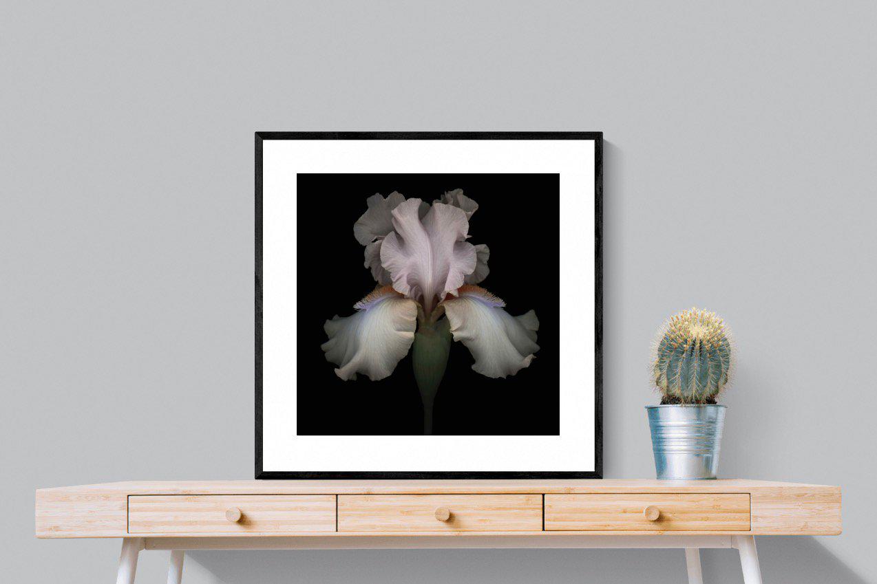 Pink Iris-Wall_Art-80 x 80cm-Framed Print-Black-Pixalot