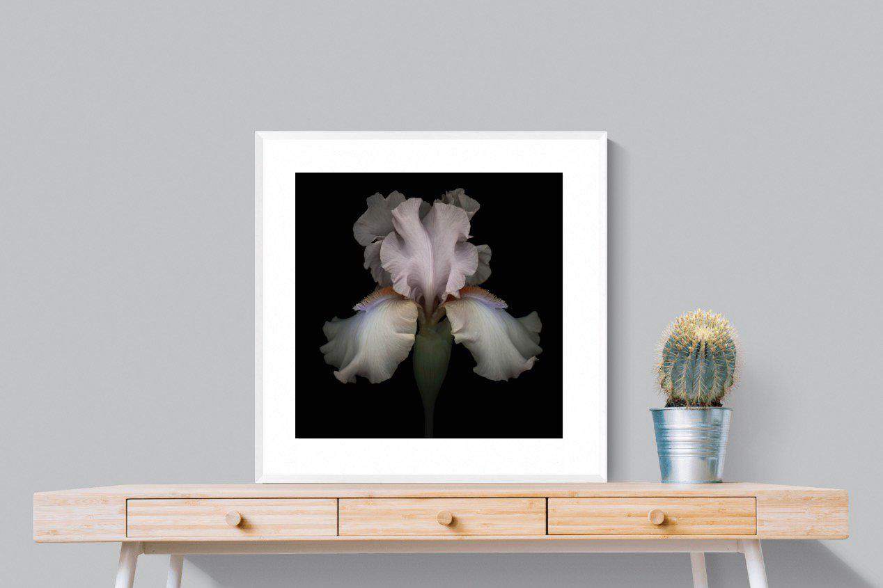 Pink Iris-Wall_Art-80 x 80cm-Framed Print-White-Pixalot
