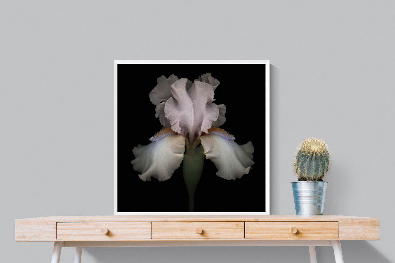Pink Iris-Wall_Art-80 x 80cm-Mounted Canvas-White-Pixalot