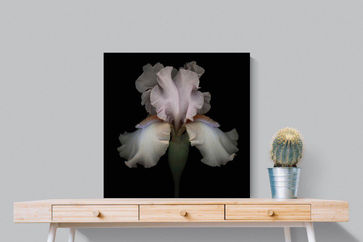 Pink Iris-Wall_Art-80 x 80cm-Mounted Canvas-No Frame-Pixalot