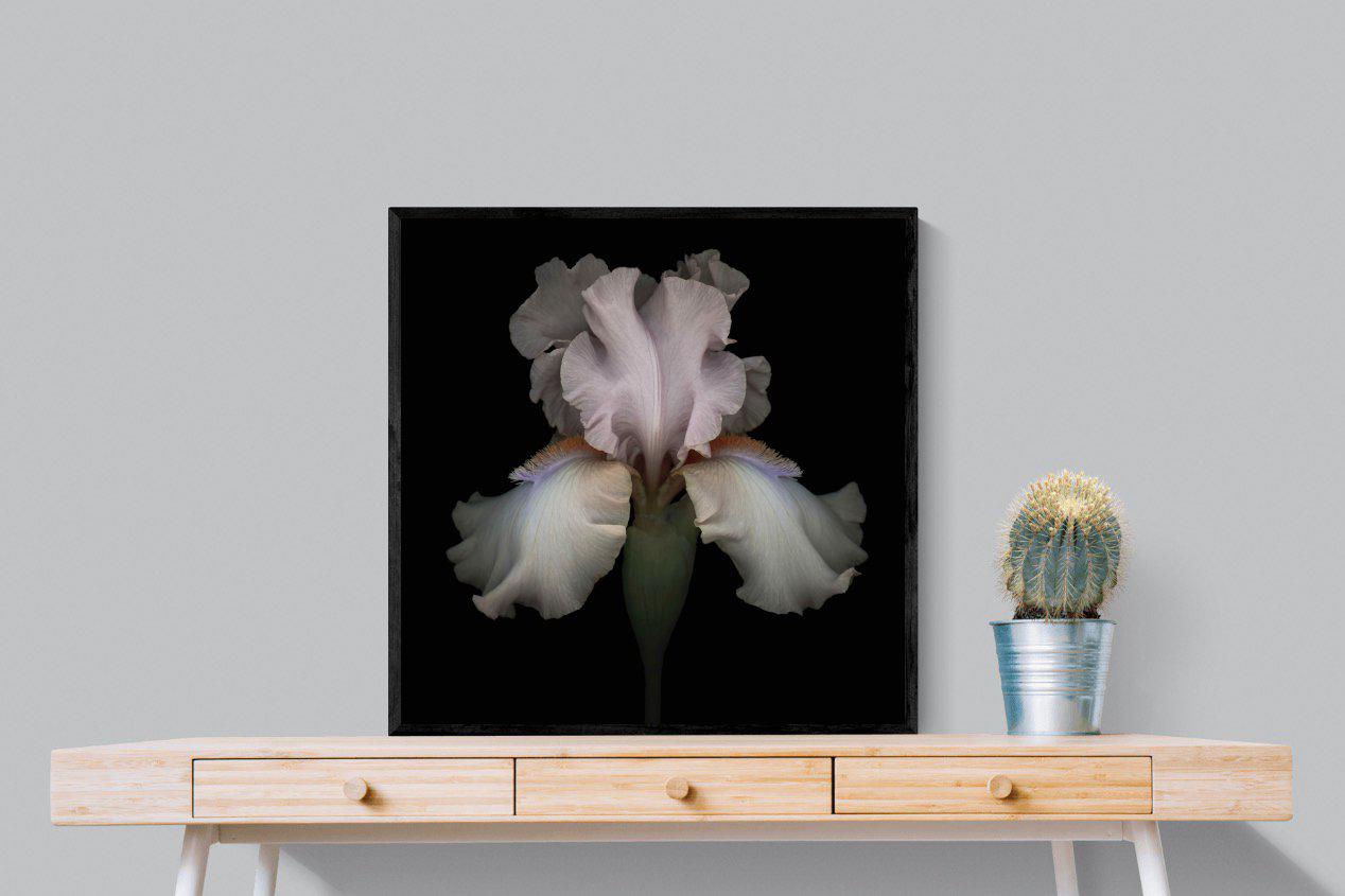 Pink Iris-Wall_Art-80 x 80cm-Mounted Canvas-Black-Pixalot