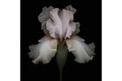 Pink Iris-Wall_Art-Pixalot