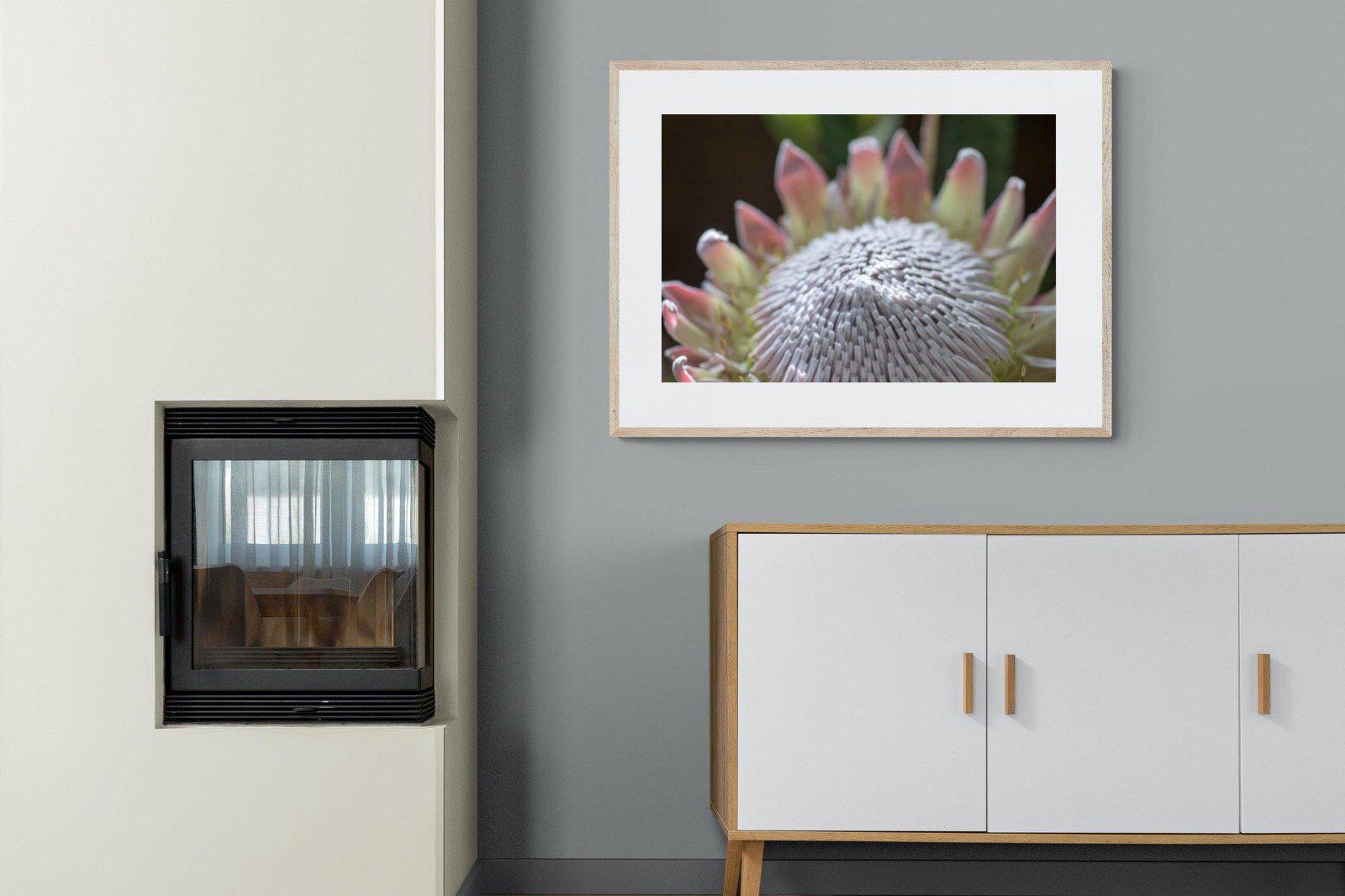 Protea Bloom-Wall_Art-100 x 75cm-Framed Print-Wood-Pixalot