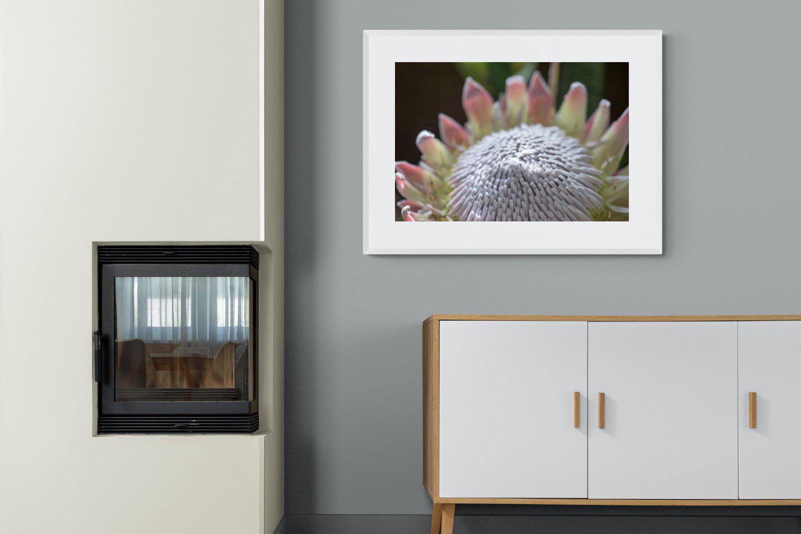 Protea Bloom-Wall_Art-100 x 75cm-Framed Print-White-Pixalot