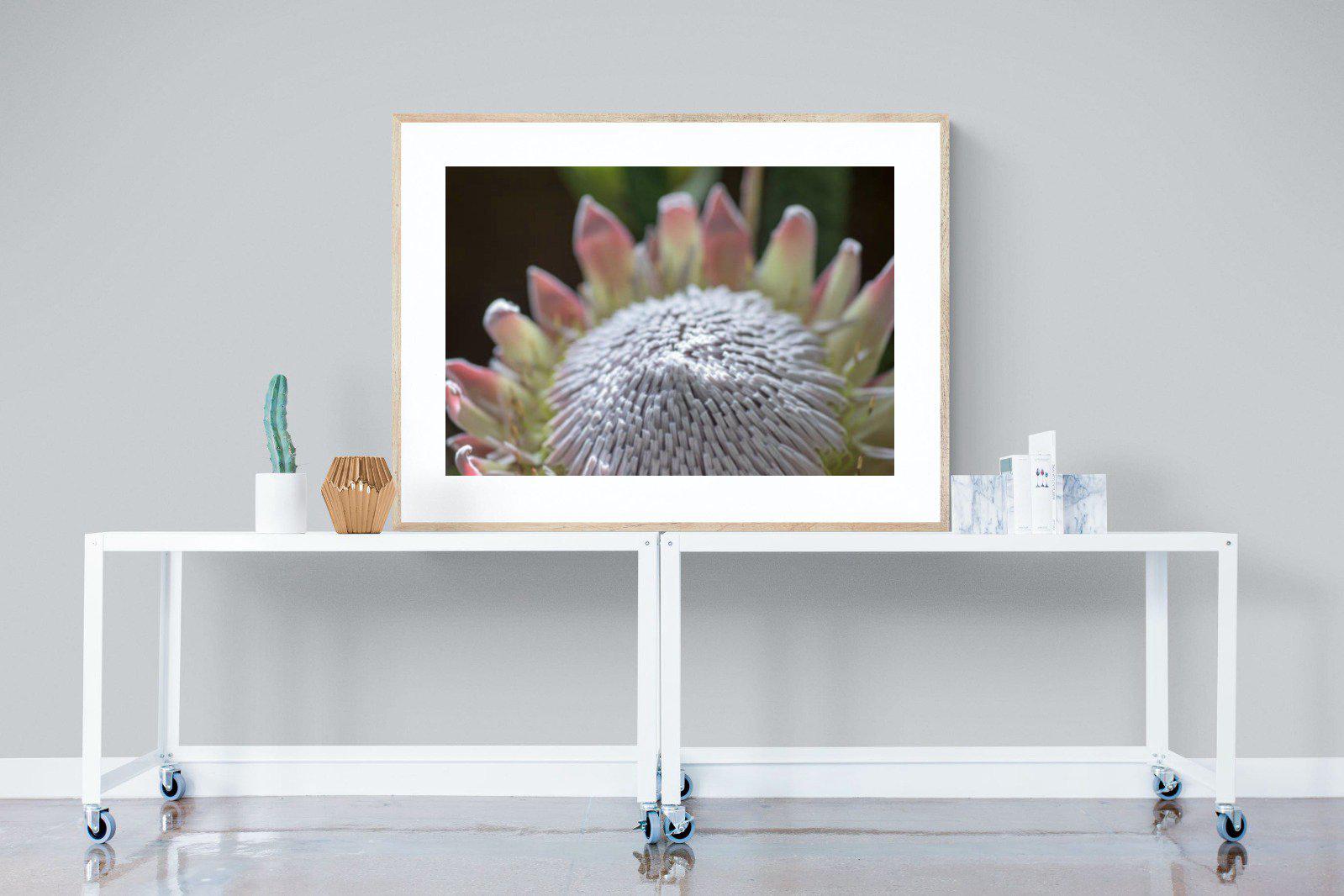 Protea Bloom-Wall_Art-120 x 90cm-Framed Print-Wood-Pixalot