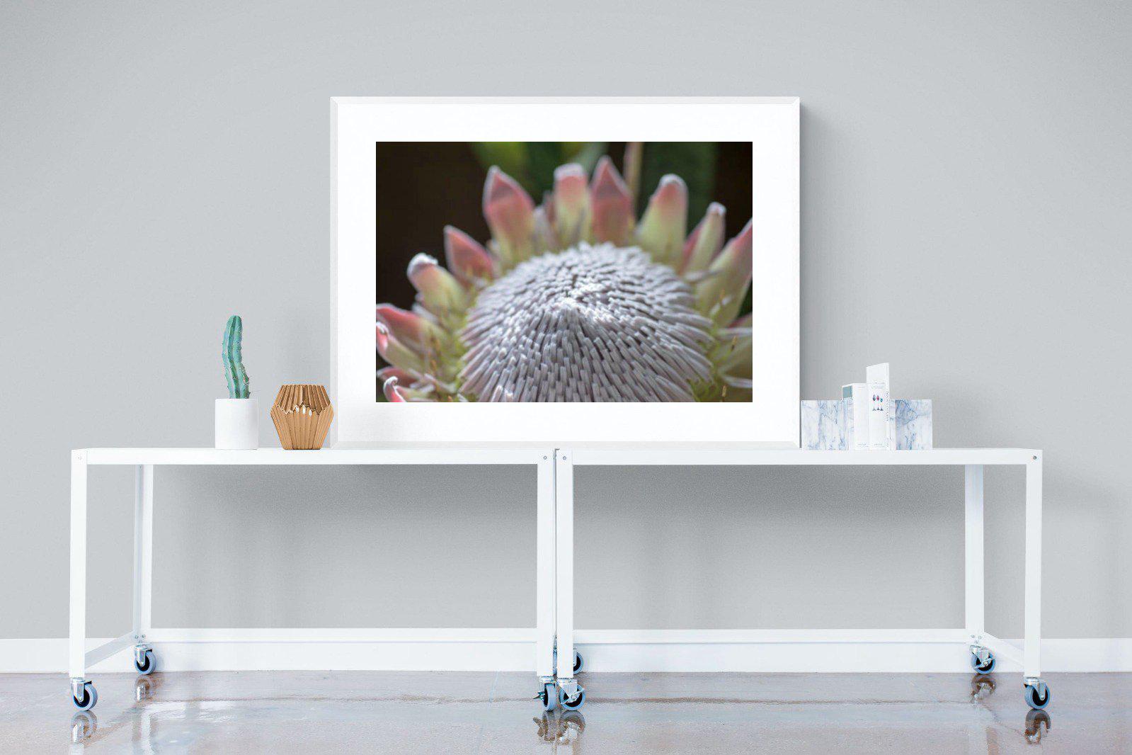 Protea Bloom-Wall_Art-120 x 90cm-Framed Print-White-Pixalot