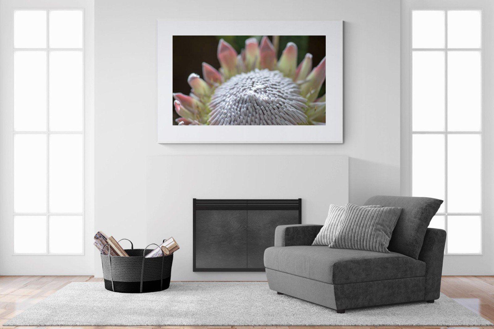 Protea Bloom-Wall_Art-150 x 100cm-Framed Print-White-Pixalot