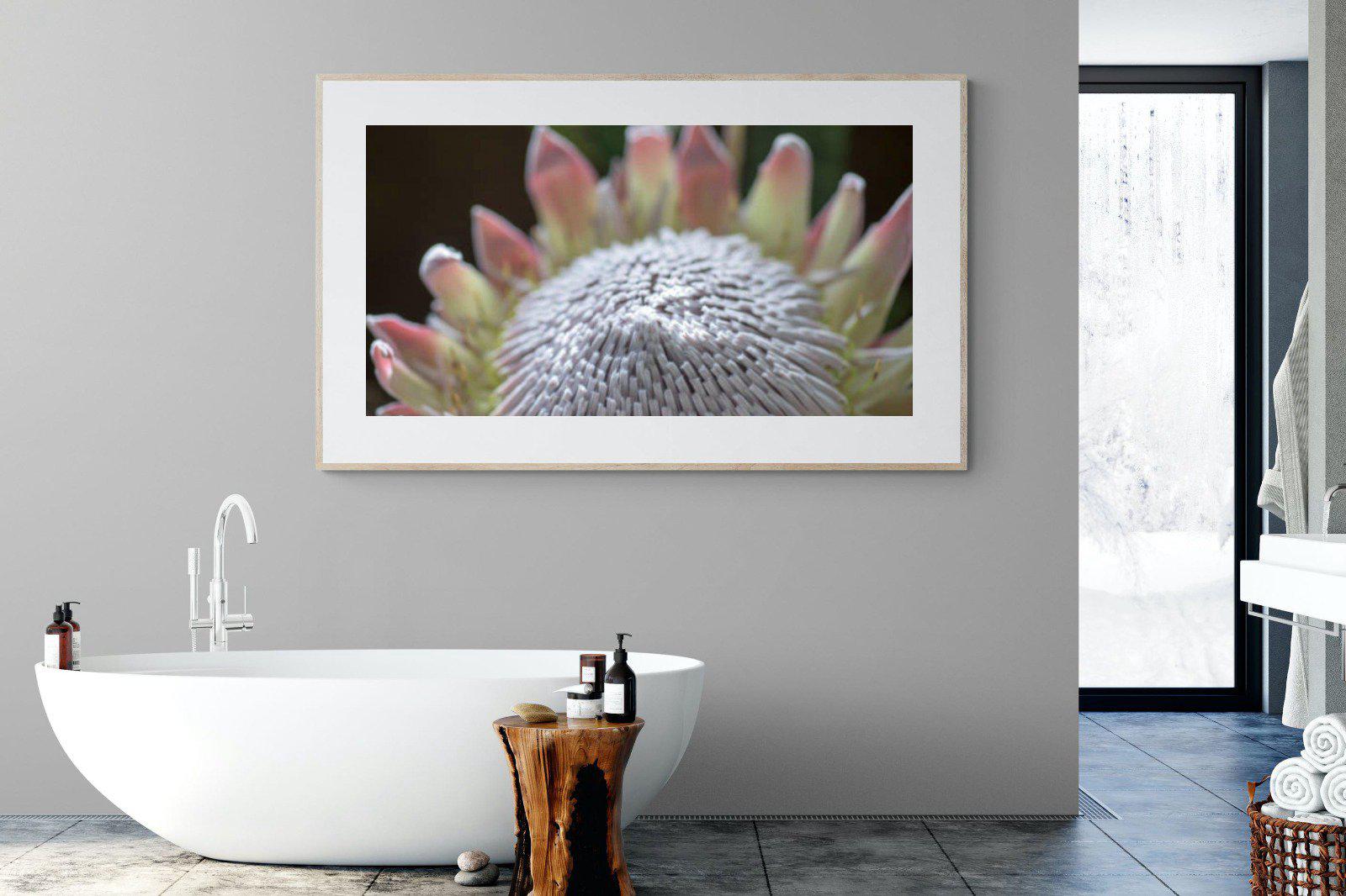 Protea Bloom-Wall_Art-180 x 110cm-Framed Print-Wood-Pixalot