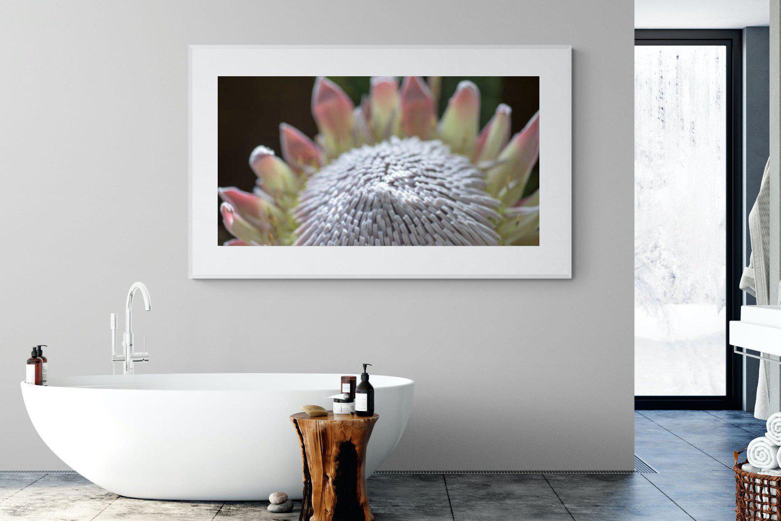 Protea Bloom-Wall_Art-180 x 110cm-Framed Print-White-Pixalot