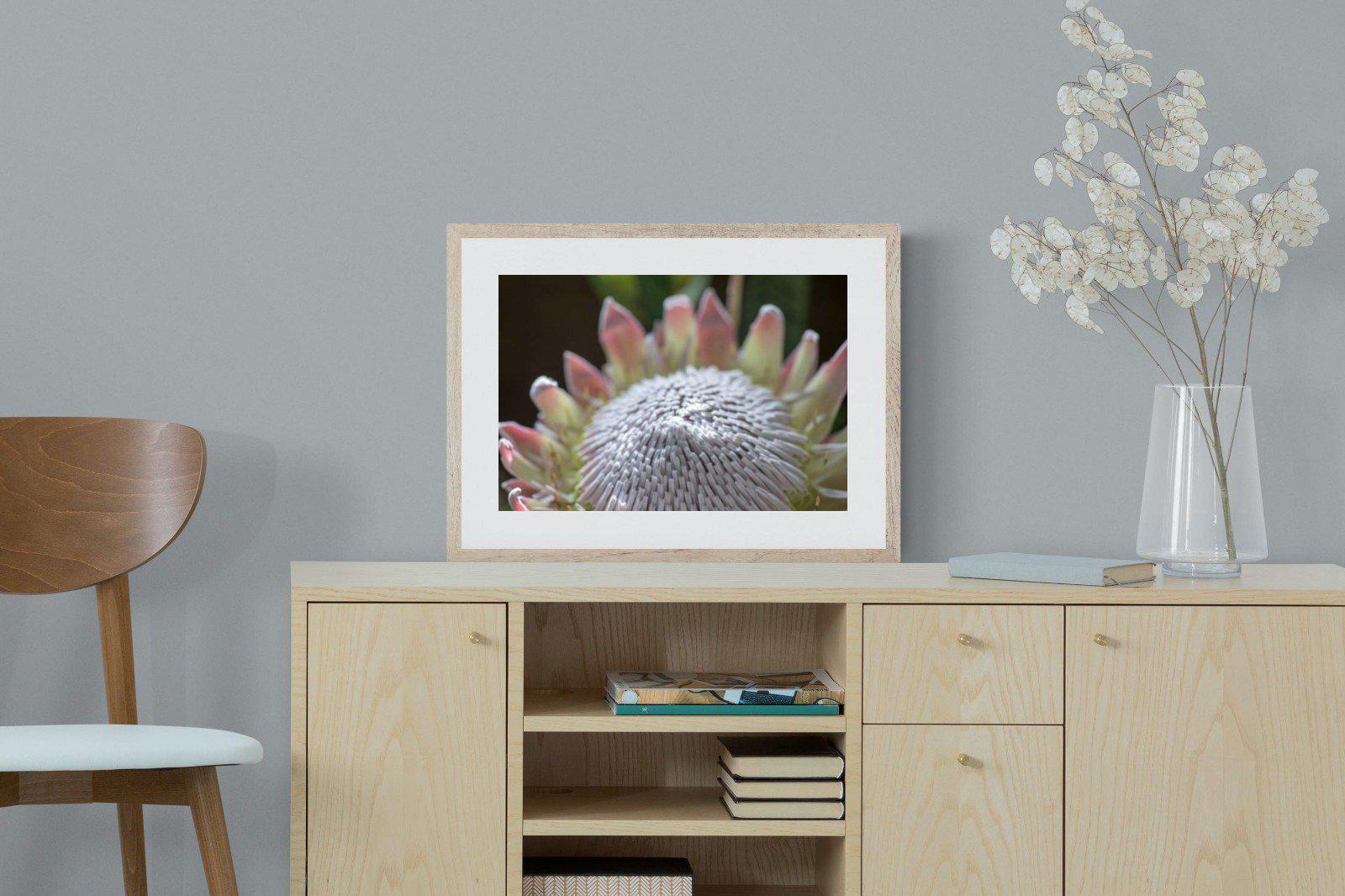 Protea Bloom-Wall_Art-60 x 45cm-Framed Print-Wood-Pixalot