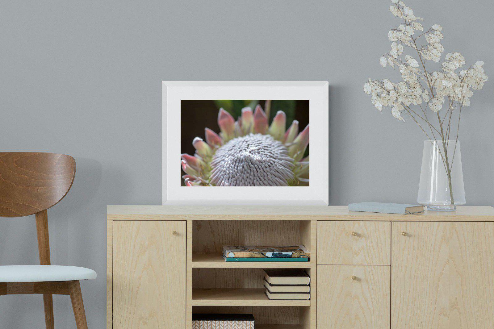 Protea Bloom-Wall_Art-60 x 45cm-Framed Print-White-Pixalot