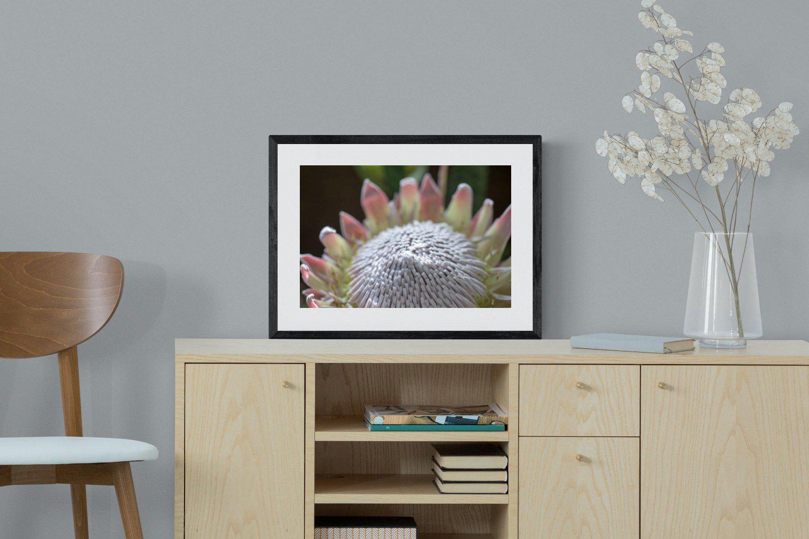 Protea Bloom-Wall_Art-60 x 45cm-Framed Print-Black-Pixalot