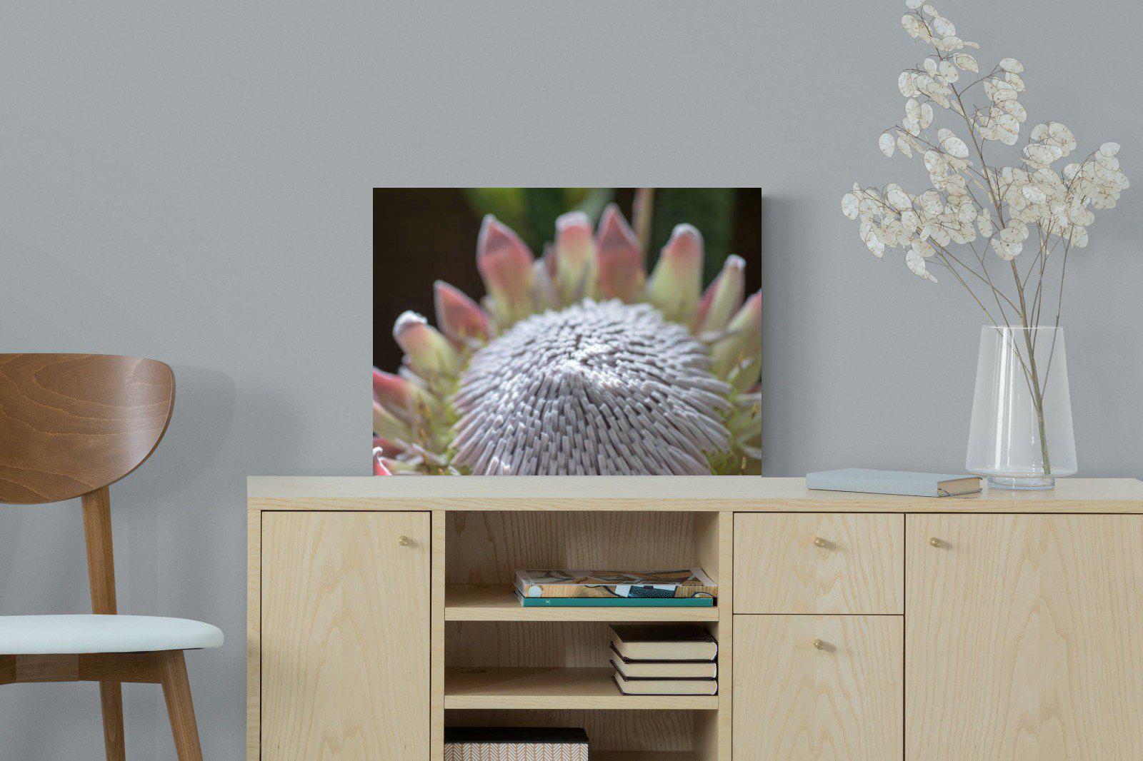 Protea Bloom-Wall_Art-60 x 45cm-Mounted Canvas-No Frame-Pixalot