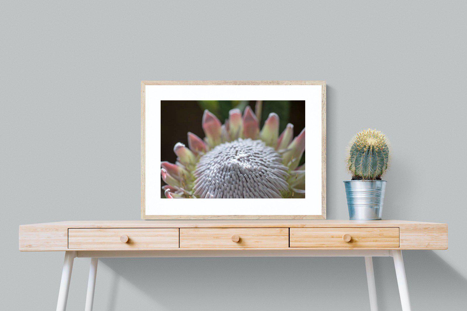Protea Bloom-Wall_Art-80 x 60cm-Framed Print-Wood-Pixalot