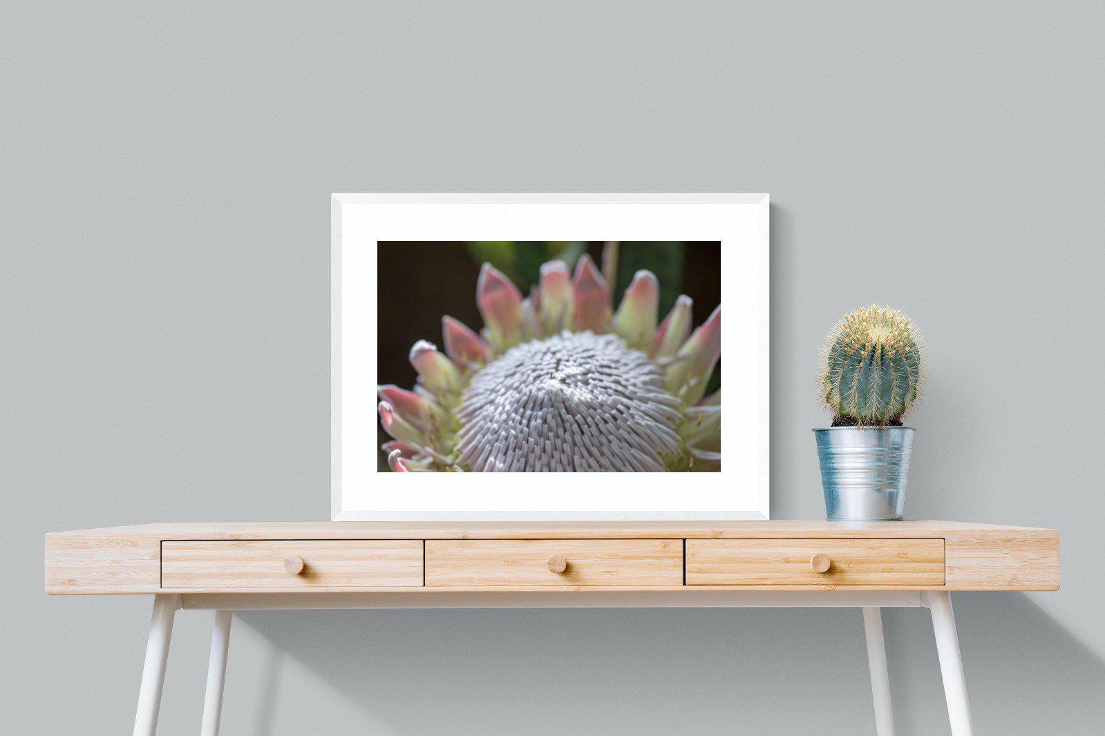 Protea Bloom-Wall_Art-80 x 60cm-Framed Print-White-Pixalot