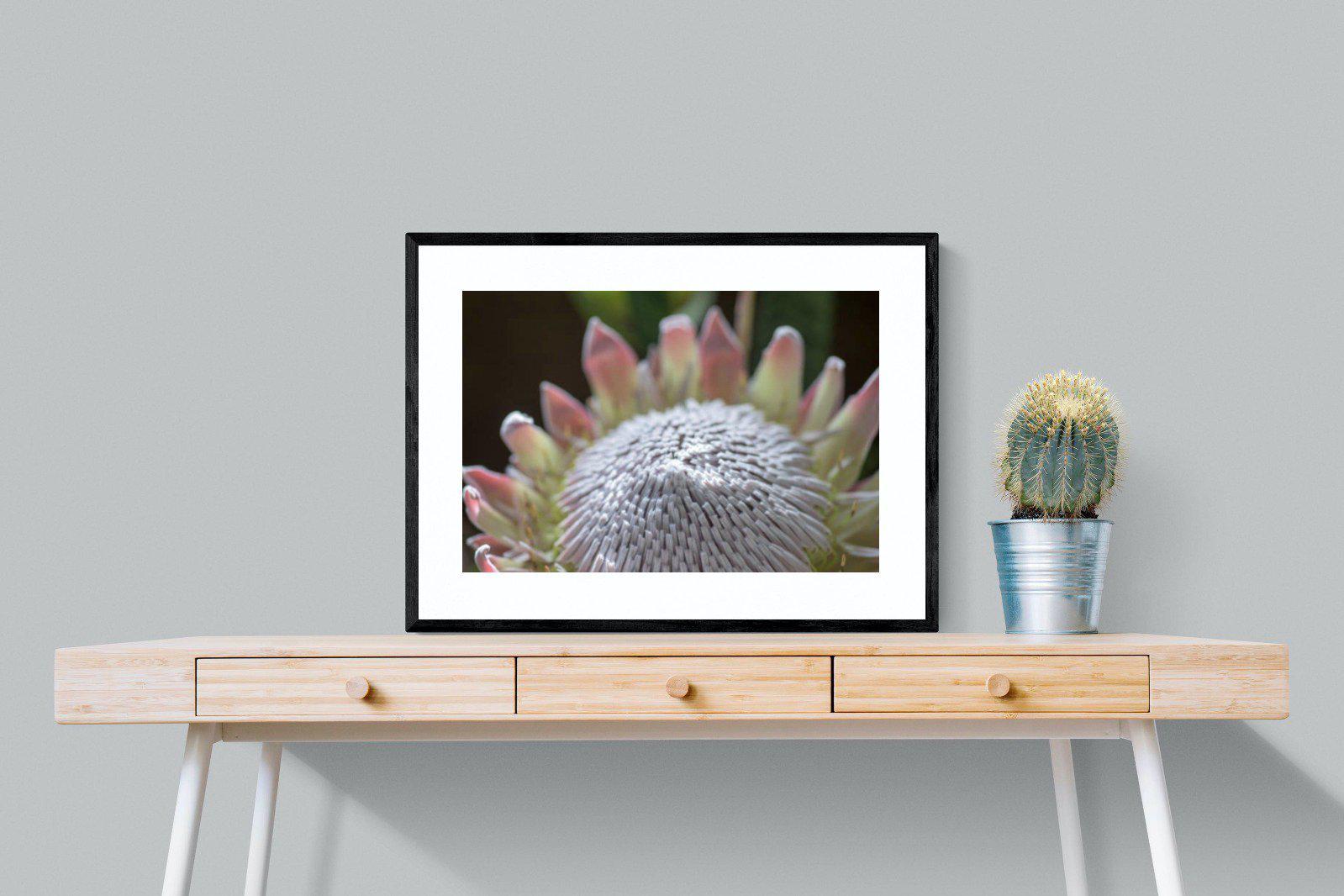 Protea Bloom-Wall_Art-80 x 60cm-Framed Print-Black-Pixalot