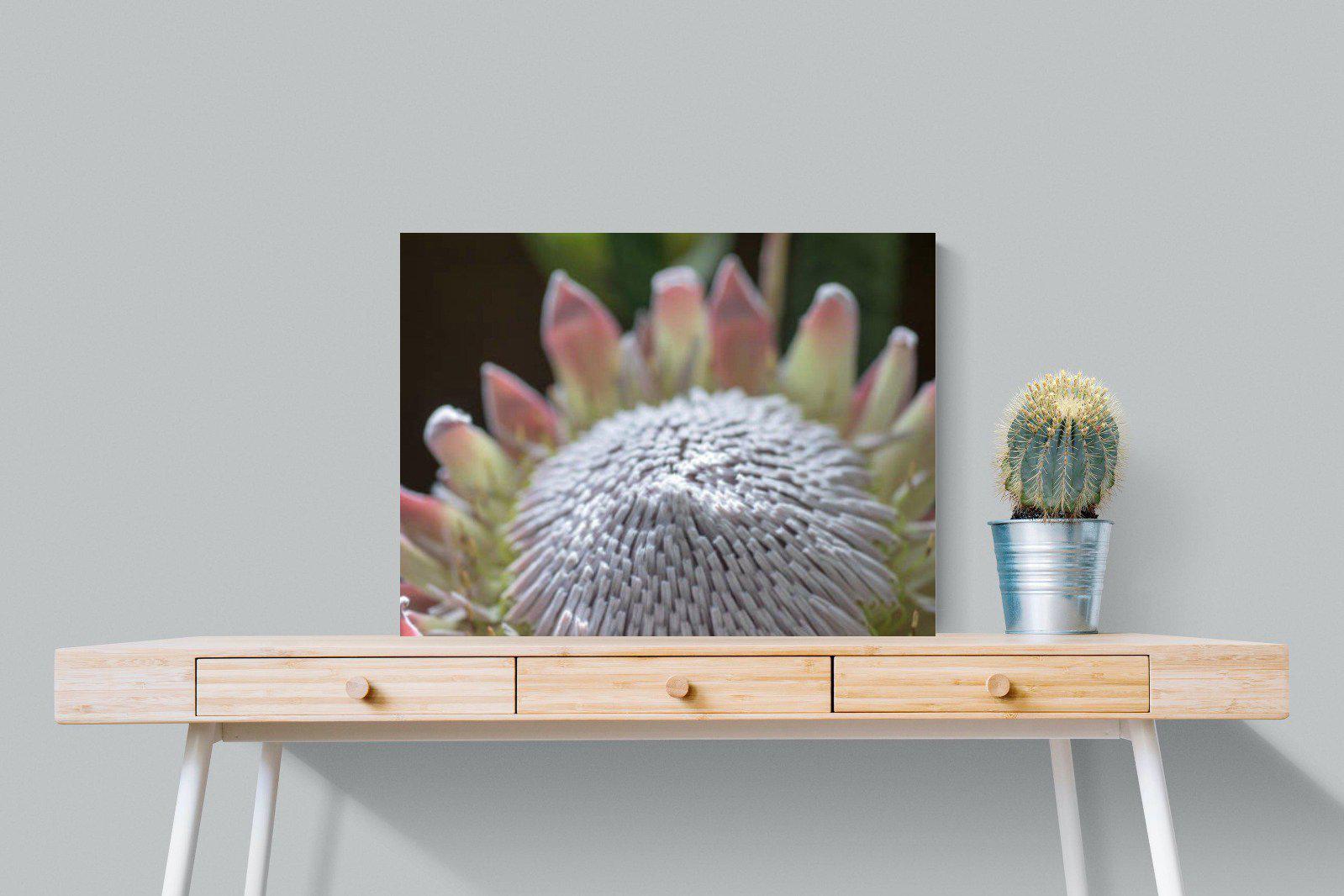 Protea Bloom-Wall_Art-80 x 60cm-Mounted Canvas-No Frame-Pixalot