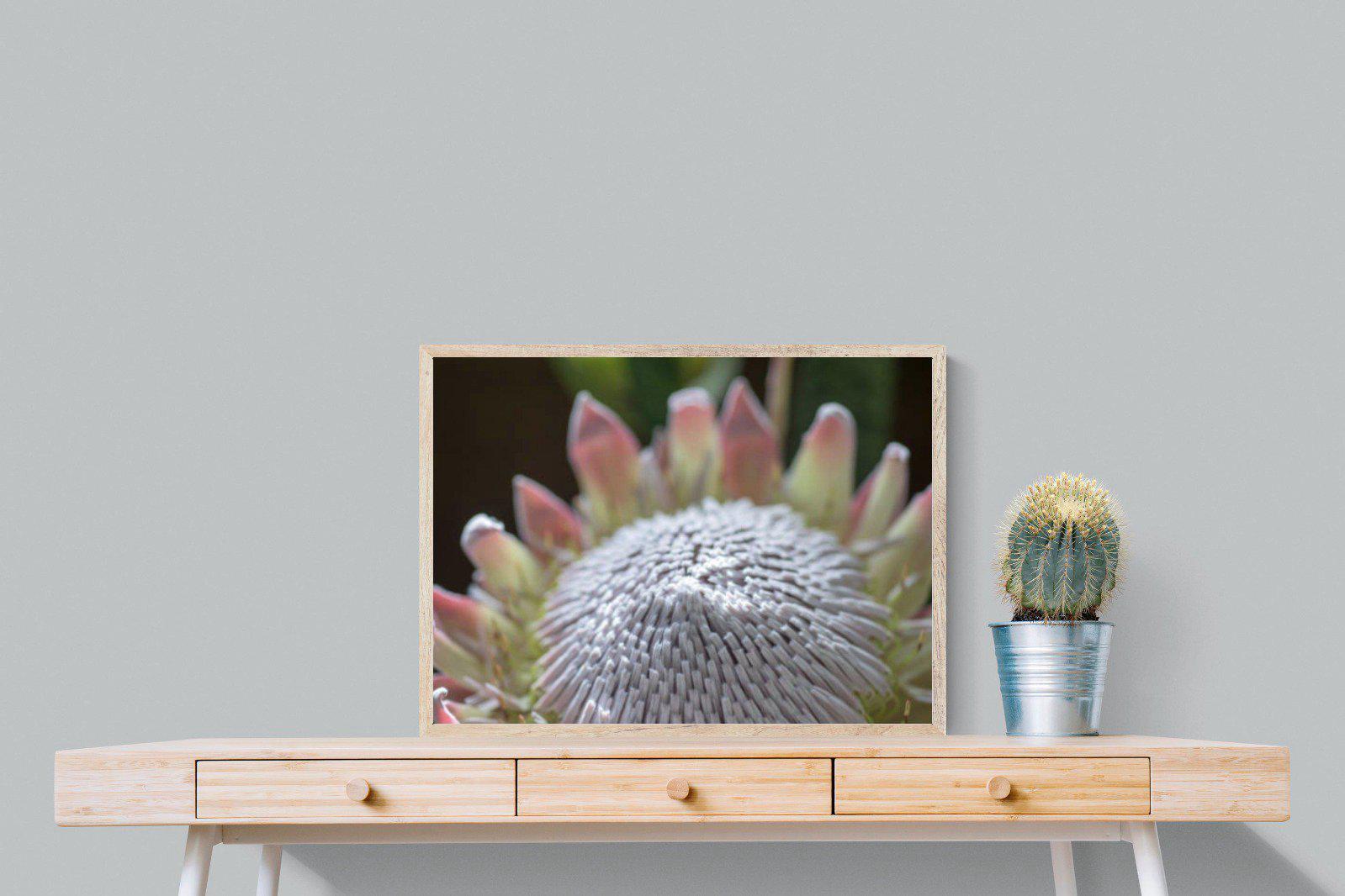 Protea Bloom-Wall_Art-80 x 60cm-Mounted Canvas-Wood-Pixalot