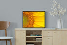 Radiant Sunflower-Wall_Art-60 x 45cm-Mounted Canvas-Black-Pixalot