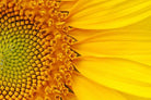 Radiant Sunflower-Wall_Art-Pixalot