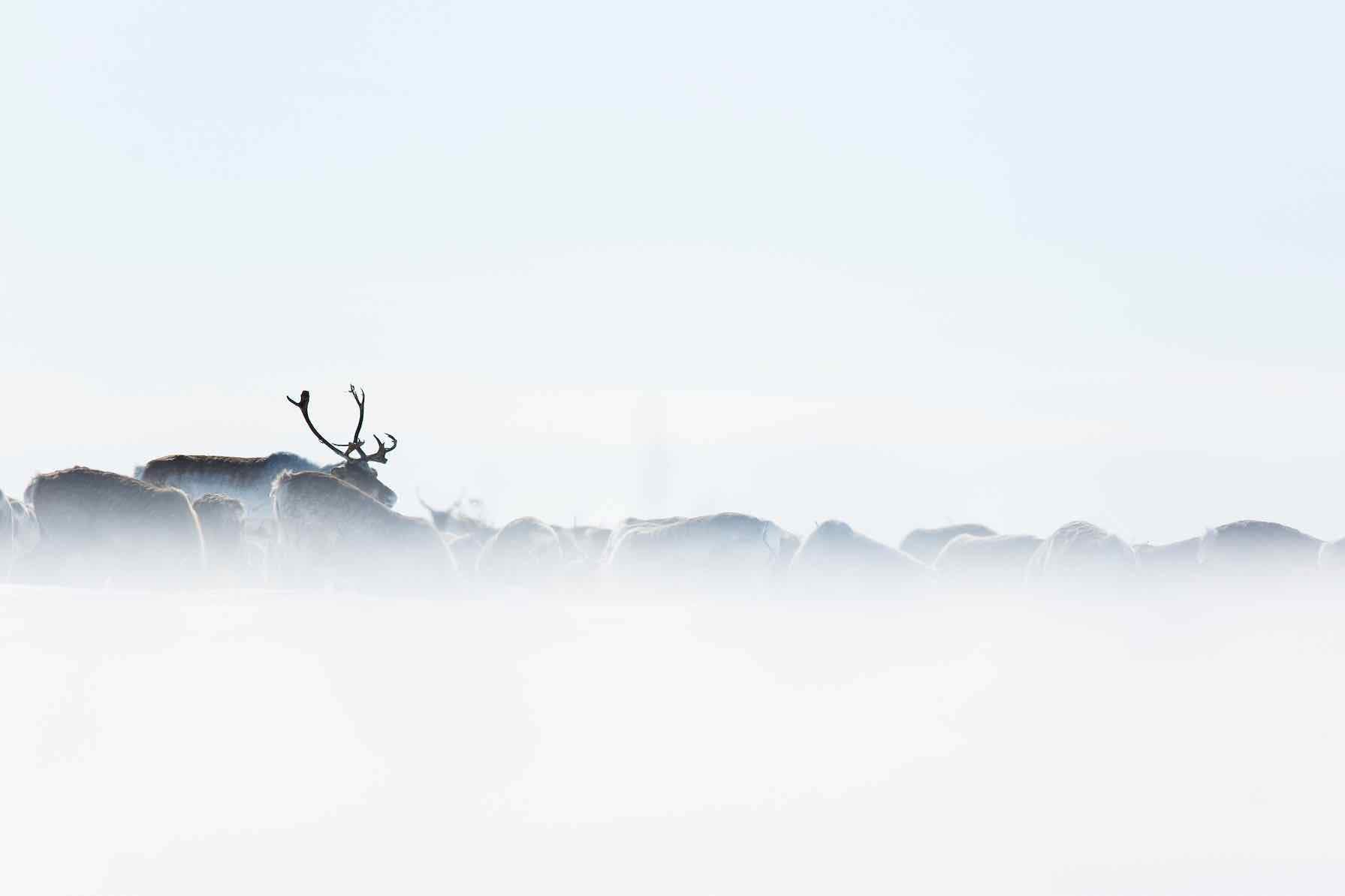 Reindeer-Wall_Art-Pixalot