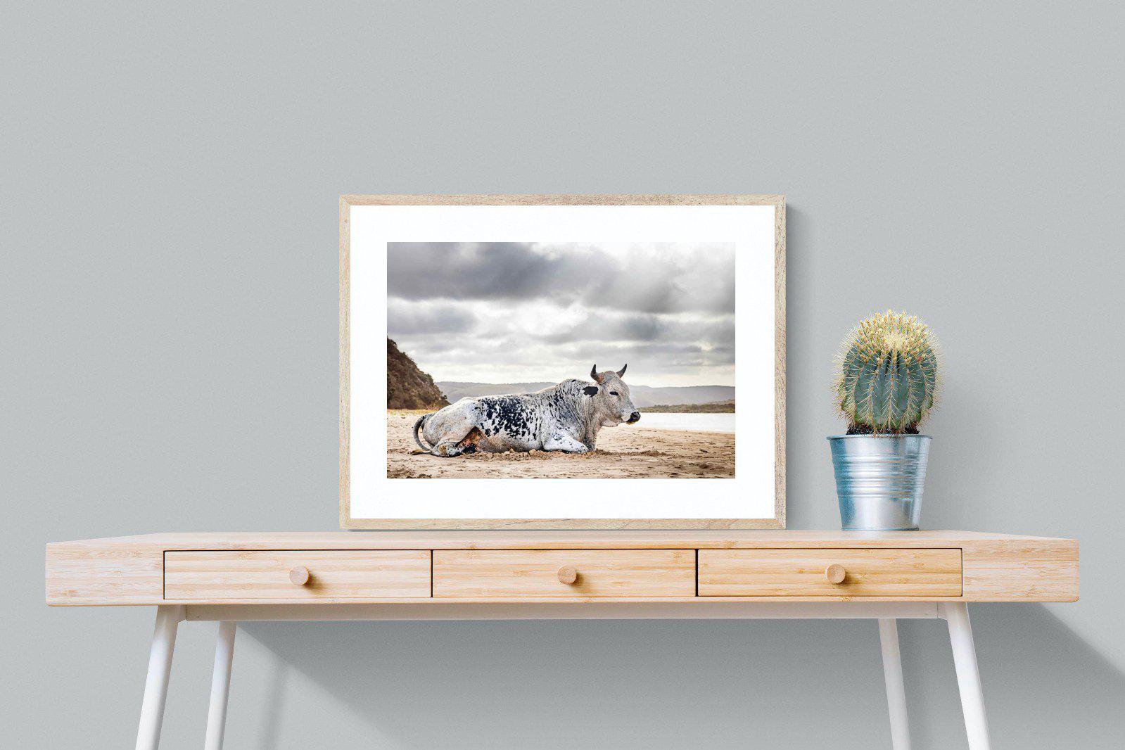 Resting Bull-Wall_Art-80 x 60cm-Framed Print-Wood-Pixalot