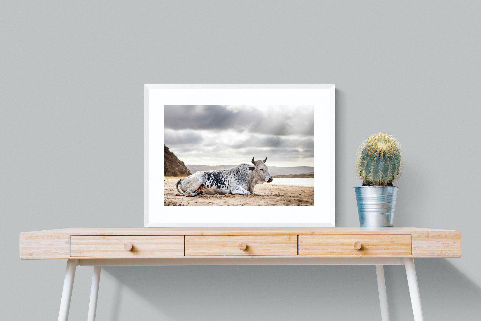 Resting Bull-Wall_Art-80 x 60cm-Framed Print-White-Pixalot