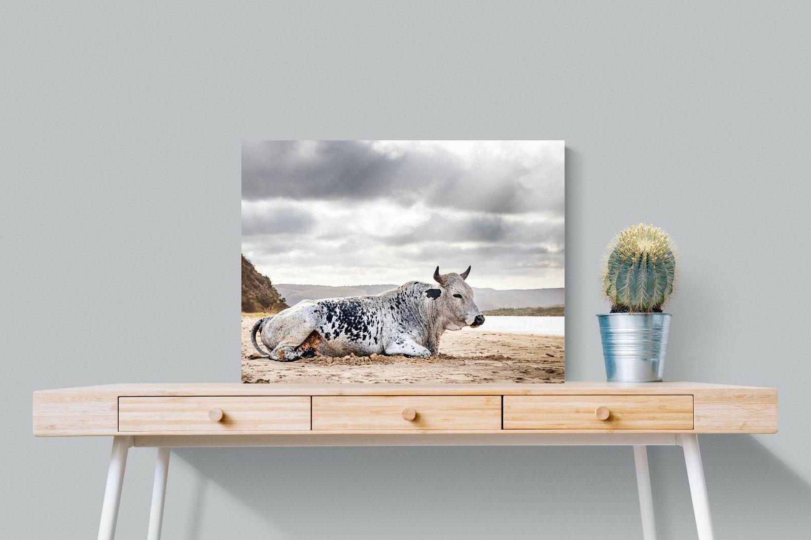 Resting Bull-Wall_Art-80 x 60cm-Mounted Canvas-No Frame-Pixalot