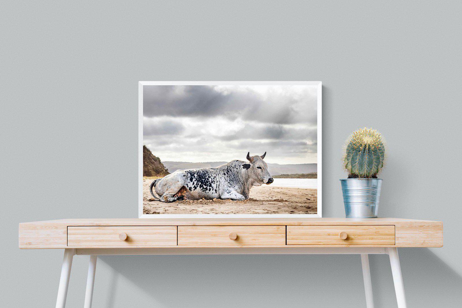 Resting Bull-Wall_Art-80 x 60cm-Mounted Canvas-White-Pixalot