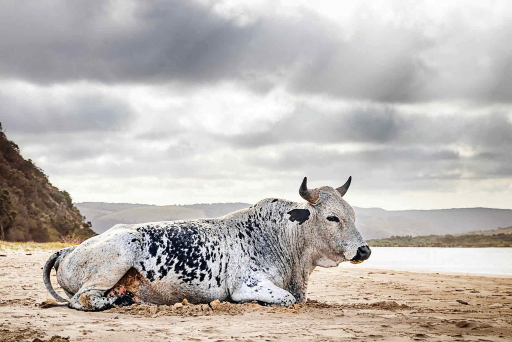 Resting Bull-Wall_Art-Pixalot