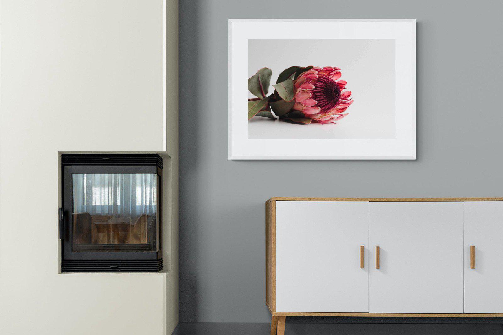 Resting Protea-Wall_Art-100 x 75cm-Framed Print-White-Pixalot