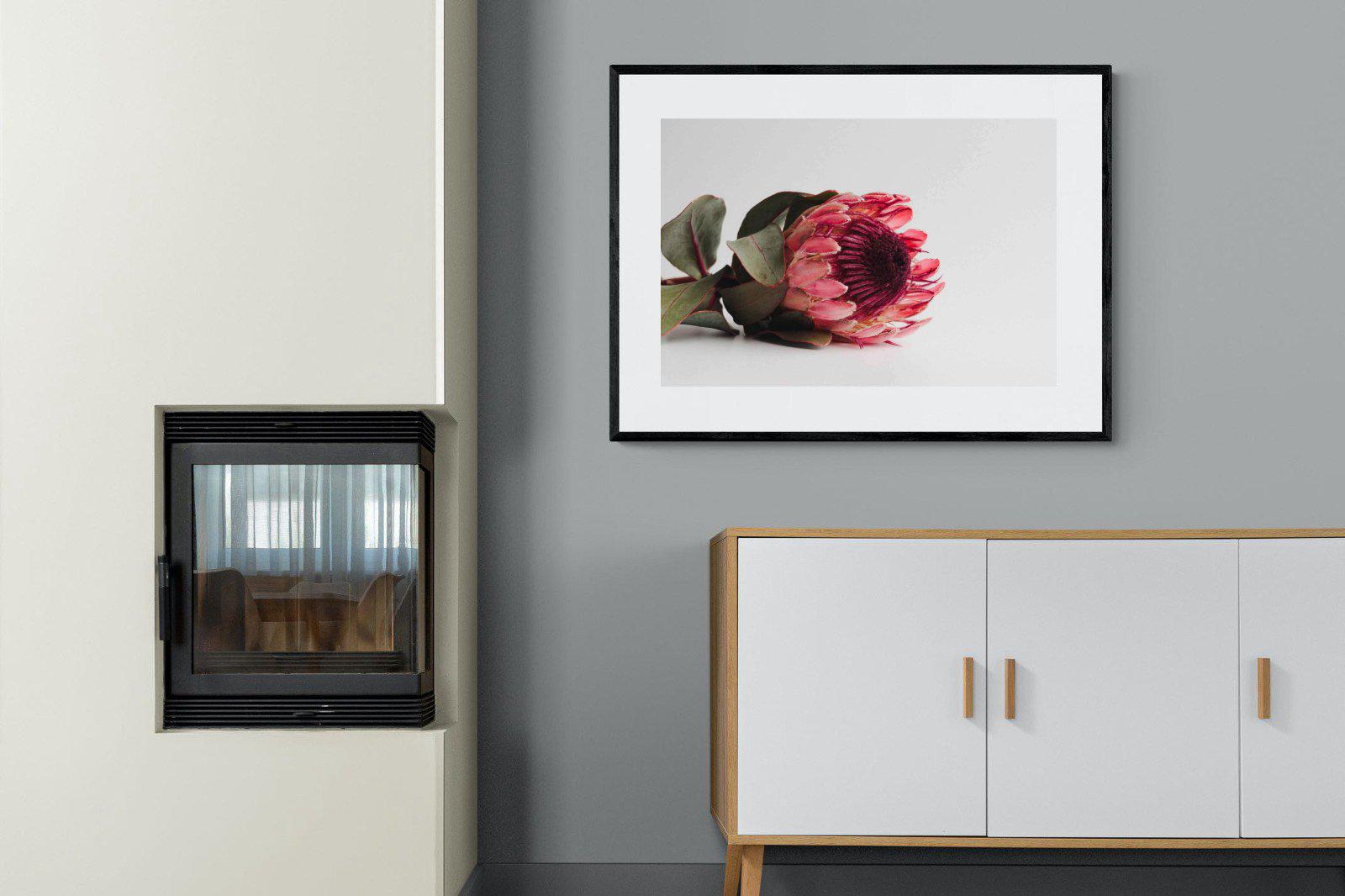 Resting Protea-Wall_Art-100 x 75cm-Framed Print-Black-Pixalot