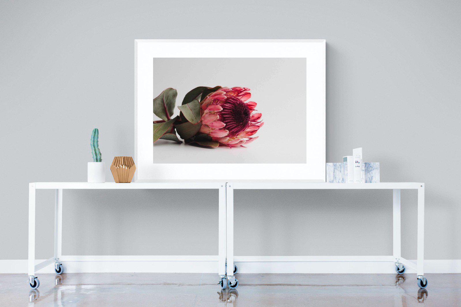 Resting Protea-Wall_Art-120 x 90cm-Framed Print-White-Pixalot