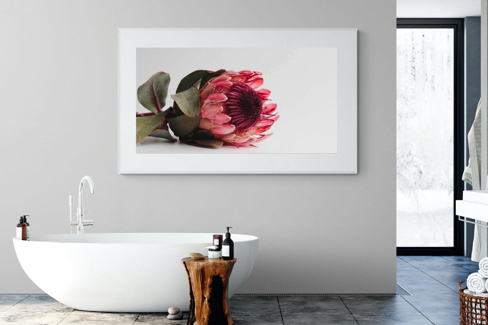 Resting Protea-Wall_Art-180 x 110cm-Framed Print-White-Pixalot