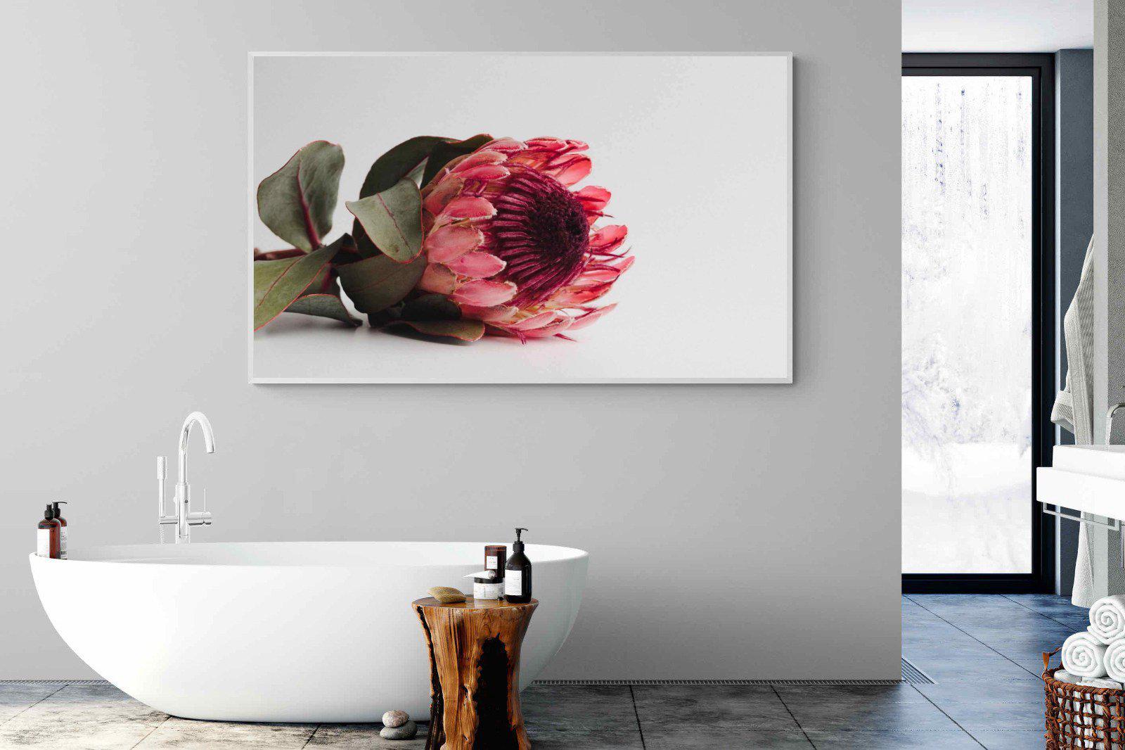 Resting Protea-Wall_Art-180 x 110cm-Mounted Canvas-White-Pixalot