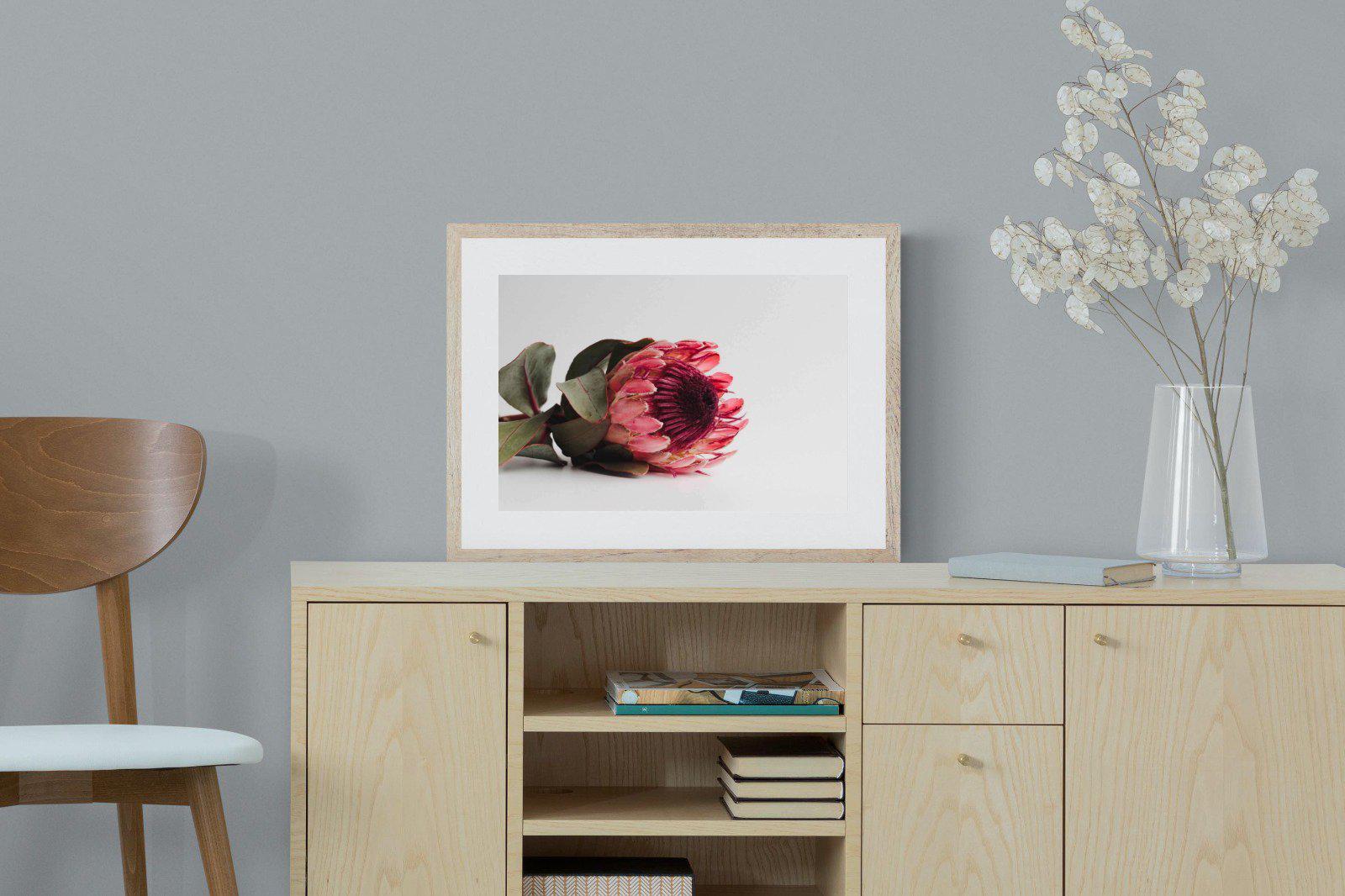 Resting Protea-Wall_Art-60 x 45cm-Framed Print-Wood-Pixalot