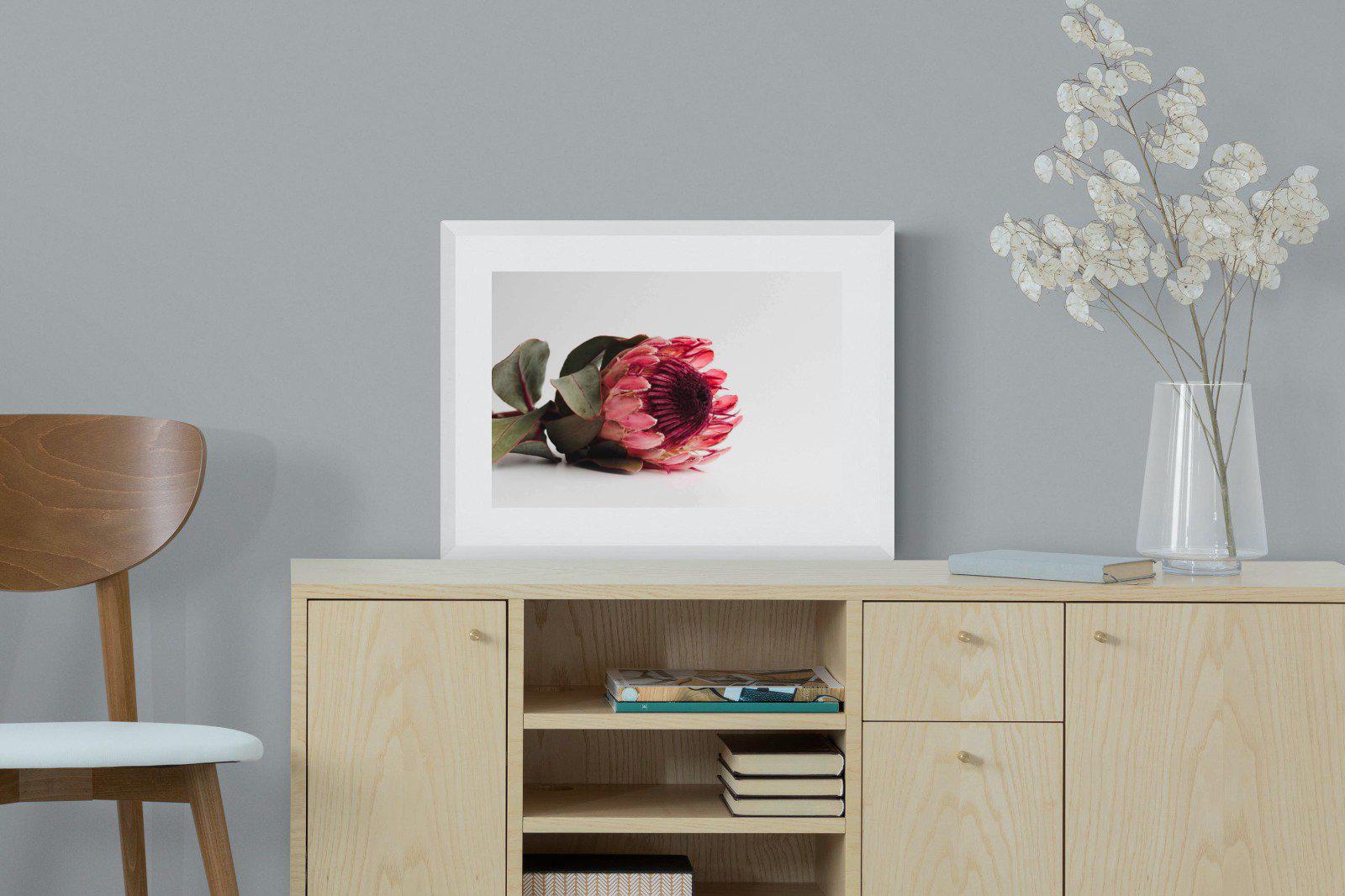 Resting Protea-Wall_Art-60 x 45cm-Framed Print-White-Pixalot