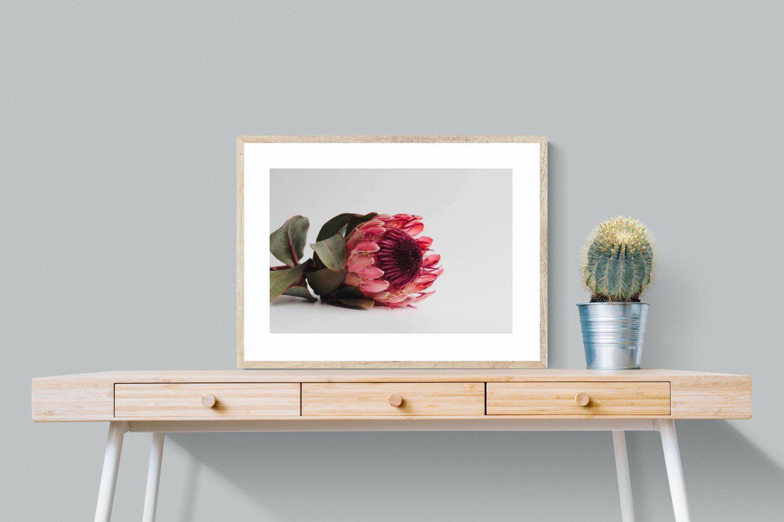 Resting Protea-Wall_Art-80 x 60cm-Framed Print-Wood-Pixalot