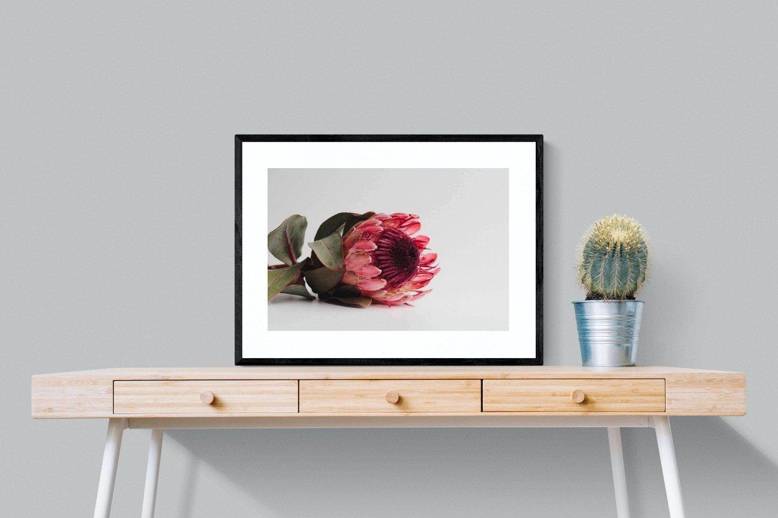 Resting Protea-Wall_Art-80 x 60cm-Framed Print-Black-Pixalot